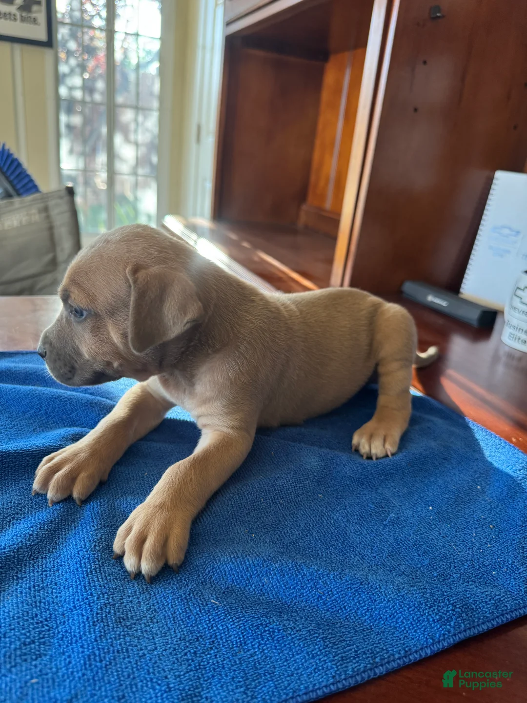 Mixed Breed dogs for sale: Mixed Breed 6 - Ad 1