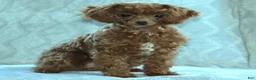 Toy Poodle dogs for sale: Danny - Ad 3