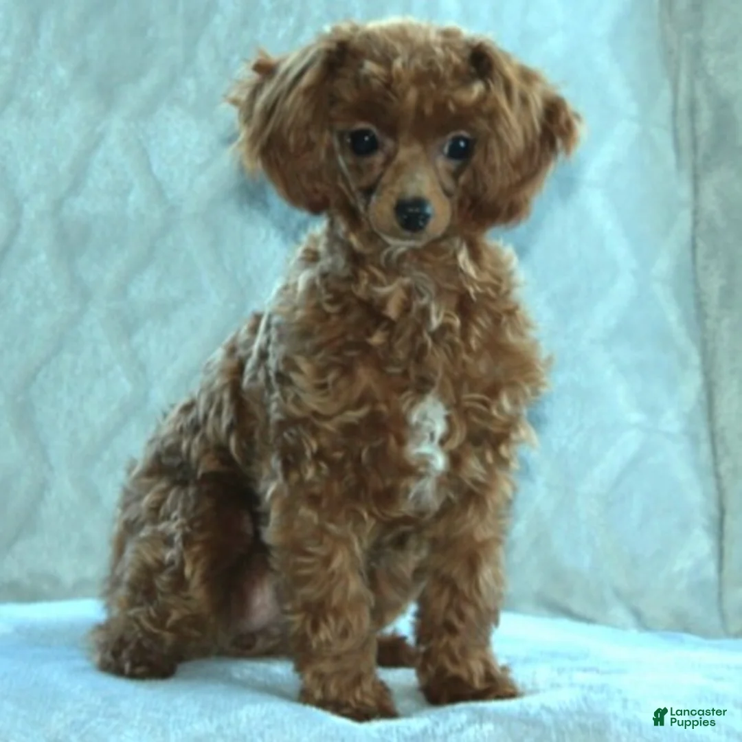 Toy Poodle dogs for sale: Danny - Ad 3