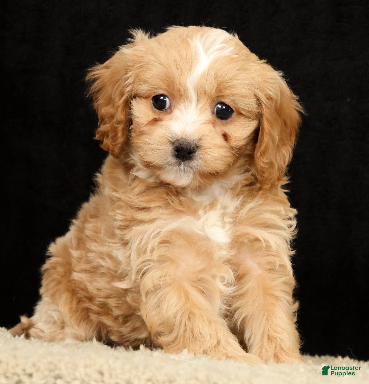 Cavapoo dogs Tonya - Ad 1