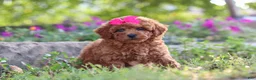 Miniature Poodle dogs for sale: Jill - Ad 5