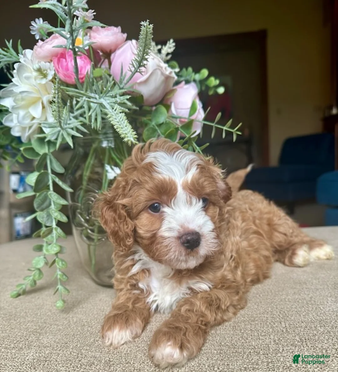 Cavapoo dogs for sale: Boy 2 - Ad 1
