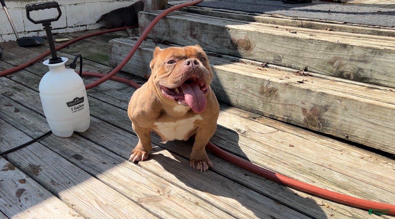Saweetie, American Bully