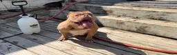 American Bully dogs for sale: Saweetie - Ad 1