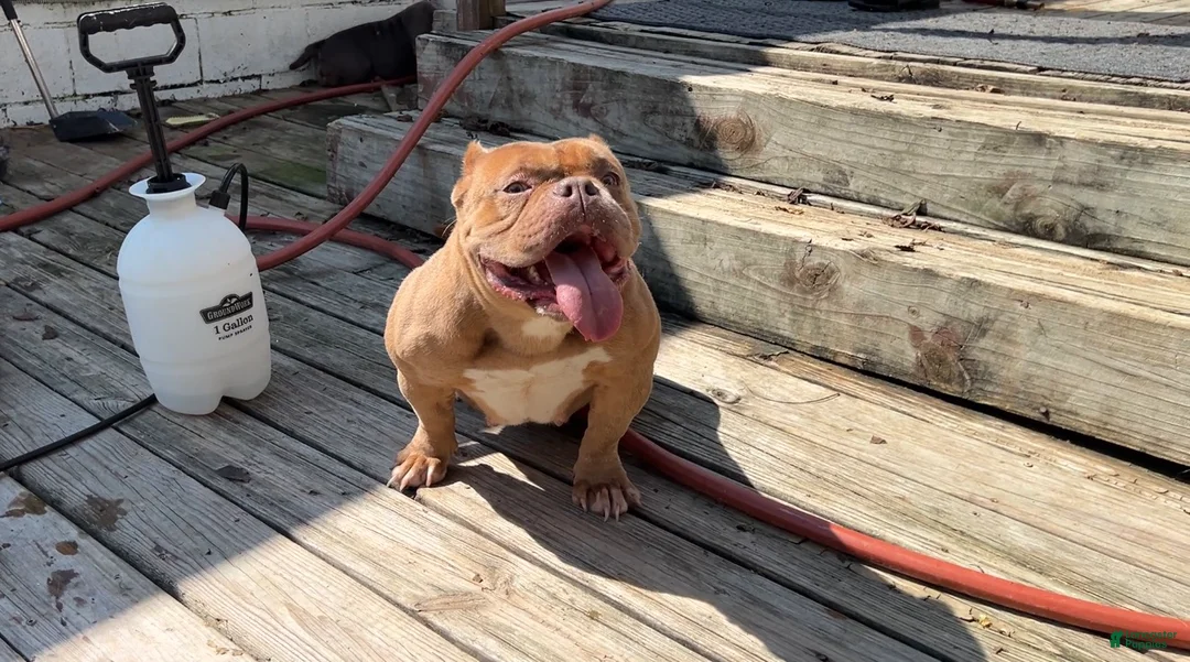 American Bully dogs for sale: Saweetie - Ad 1