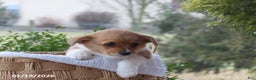 Welsh Corgi Pembroke dogs for sale: Lily - Ad 2