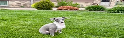 Italian Greyhound dogs for sale: Gina  - Ad 8