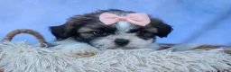 Shih Tzu dogs for sale: SALLY - Ad 14