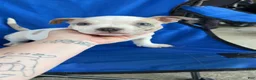 American Bully dogs for sale: American Bully 1 - Ad 2