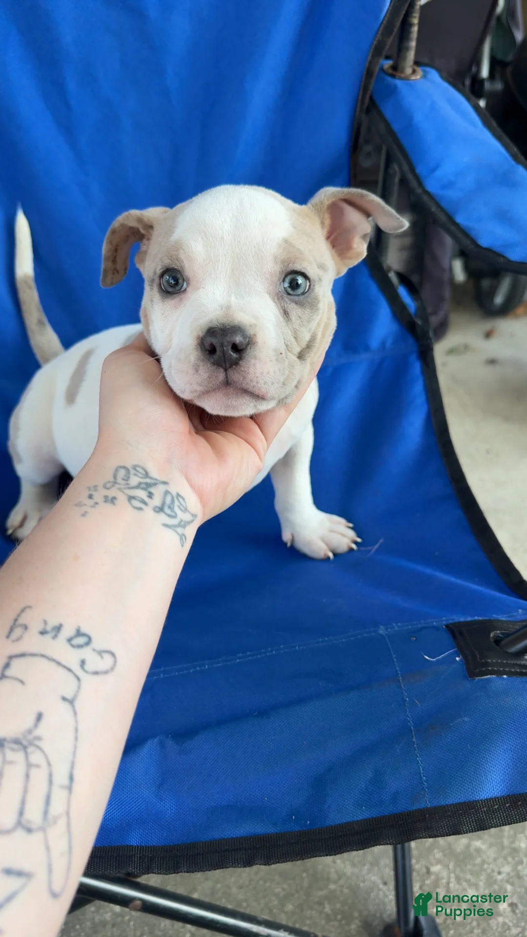 American Bully dogs for sale: American Bully 1 - Ad 2