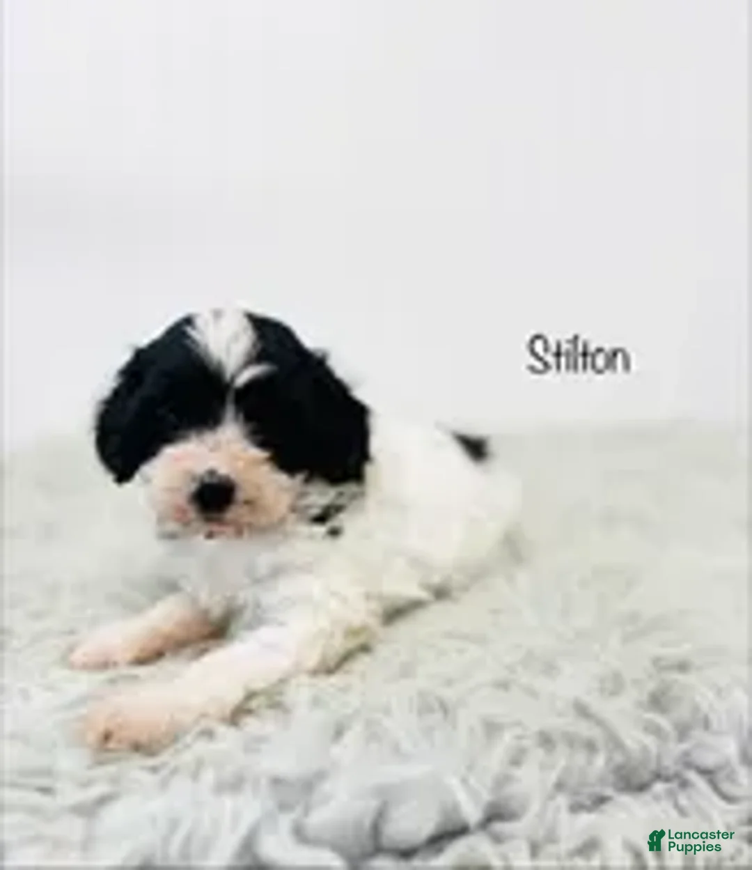 Cavapoo dogs for sale: Stilton  - Ad 3