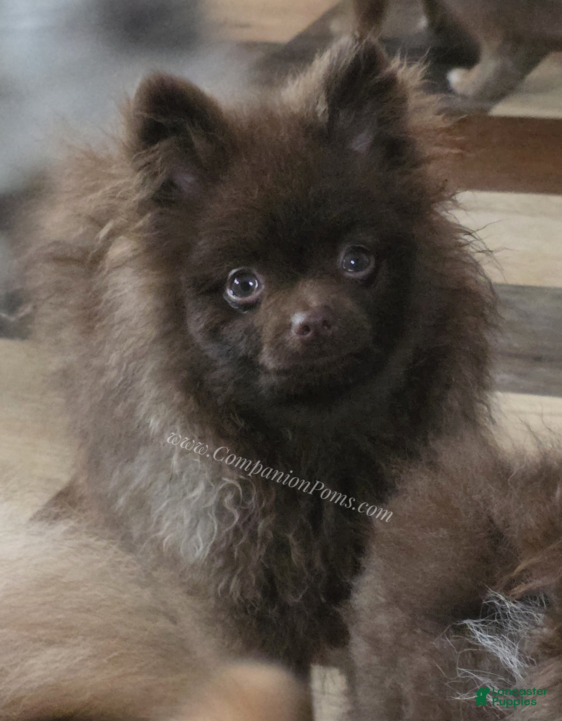 Pomeranian dogs Chocolate Chip - in his puppy uglies stage  - Ad 32