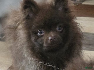 Pomeranian dogs Chocolate Chip - in his puppy uglies stage - Ad 32
