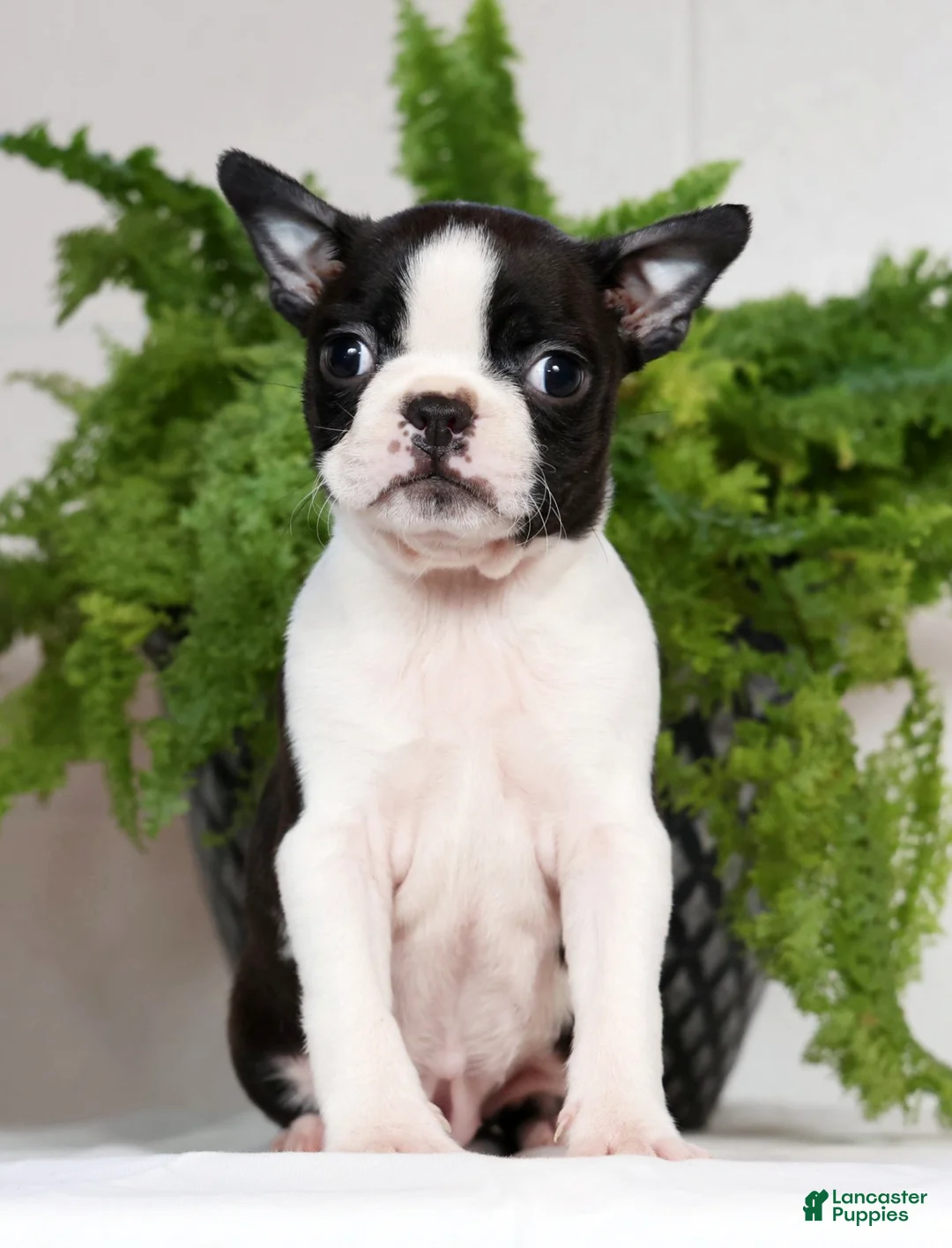 Boston Terrier dogs for sale: Jody - Ad 2