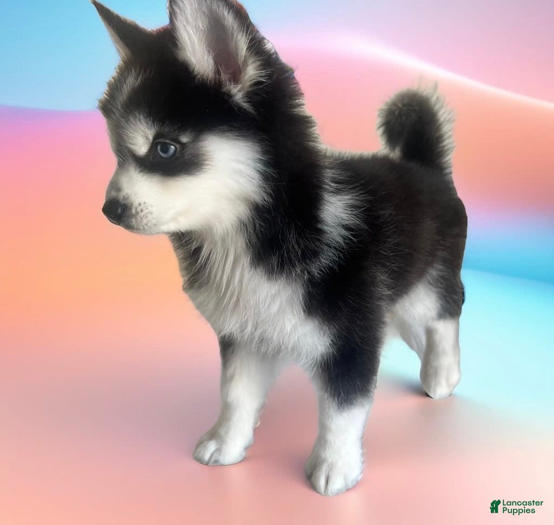 Gallery Image {{count}}