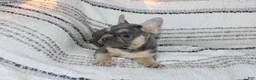 French Bulldog dogs for sale: Emily - Ad 3