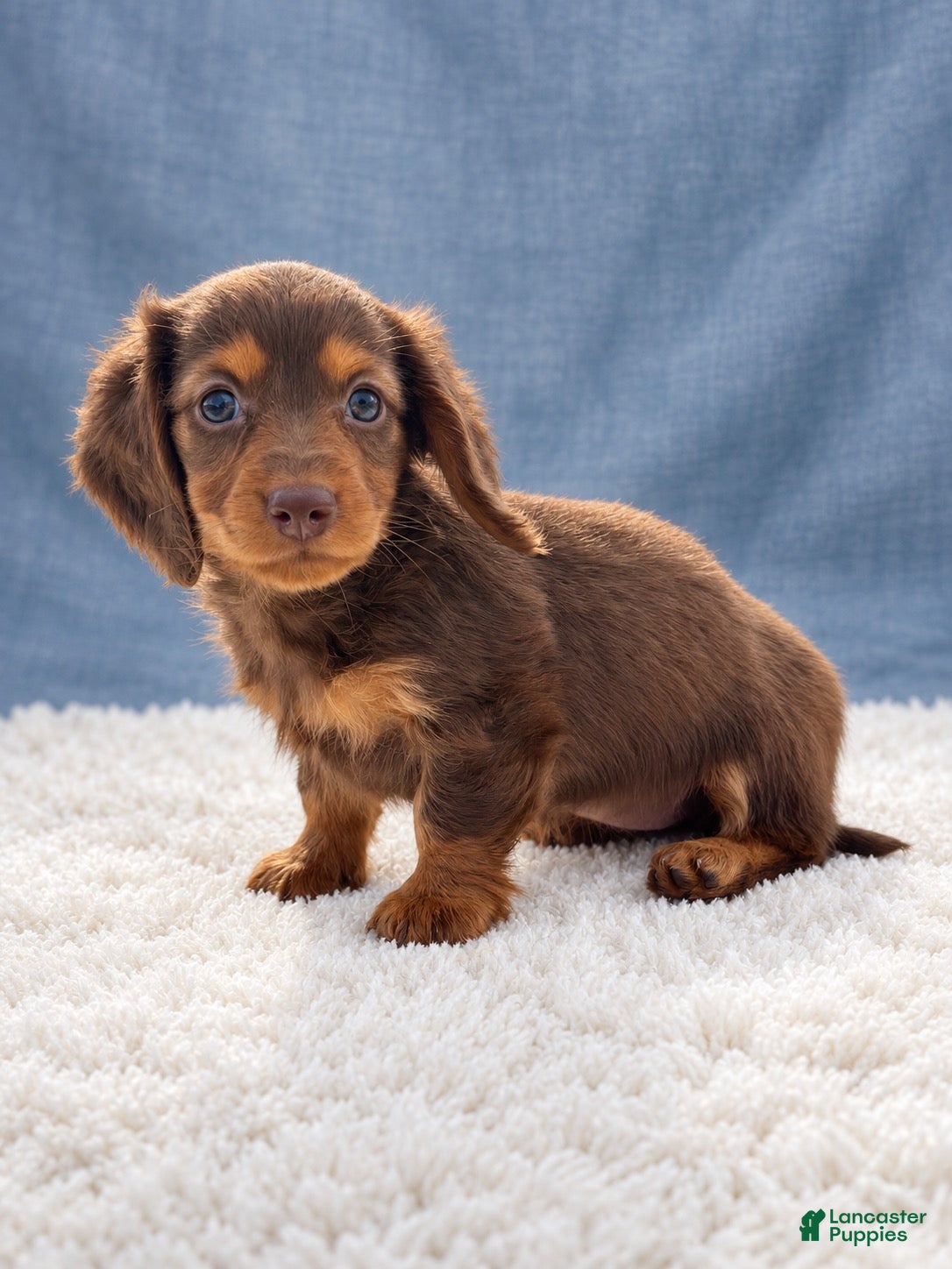 Miniature Dachshund dogs Miniature Dachshund 6 - Ad 1