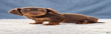 Miniature Dachshund 6
