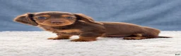 Miniature Dachshund dogs for sale: Miniature Dachshund 6 - Ad 1