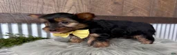 Yorkshire Terrier dogs for sale: Miles - Ad 7