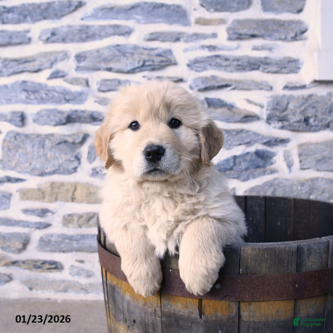 Mixed Breed dogs for sale: Copper - Ad 1