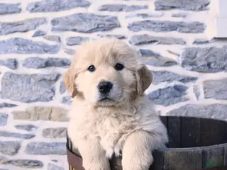 Mixed Breed dogs Copper - Ad 15