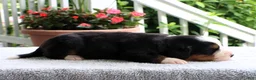 Bernese Mountain Dog dogs for sale: Kristen - Ad 5