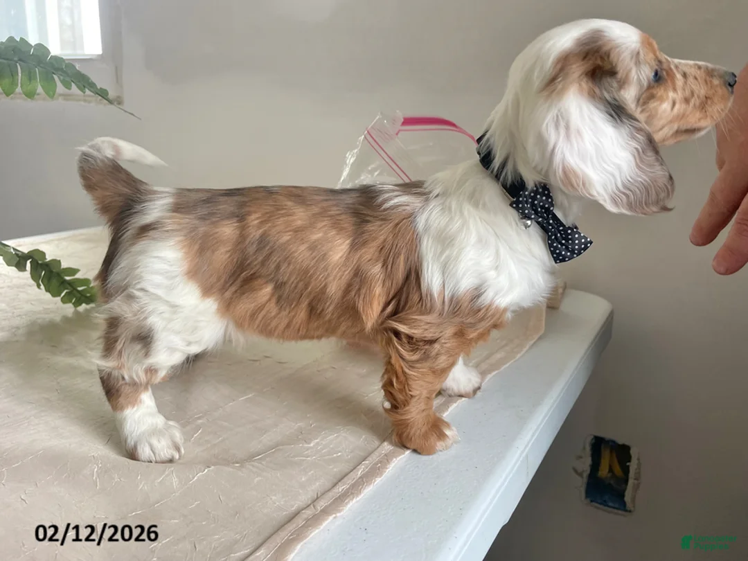 Miniature Dachshund dogs for sale: Lucky Charms - Ad 2