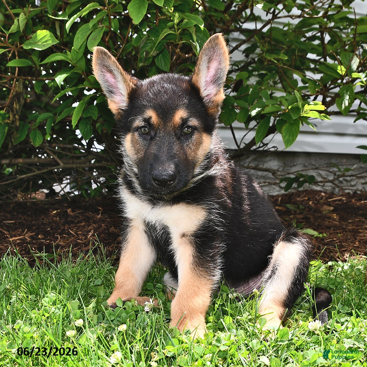 German Shepherd dogs Pilot - Ad 1