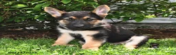 German Shepherd dogs for sale: Pilot - Ad 1