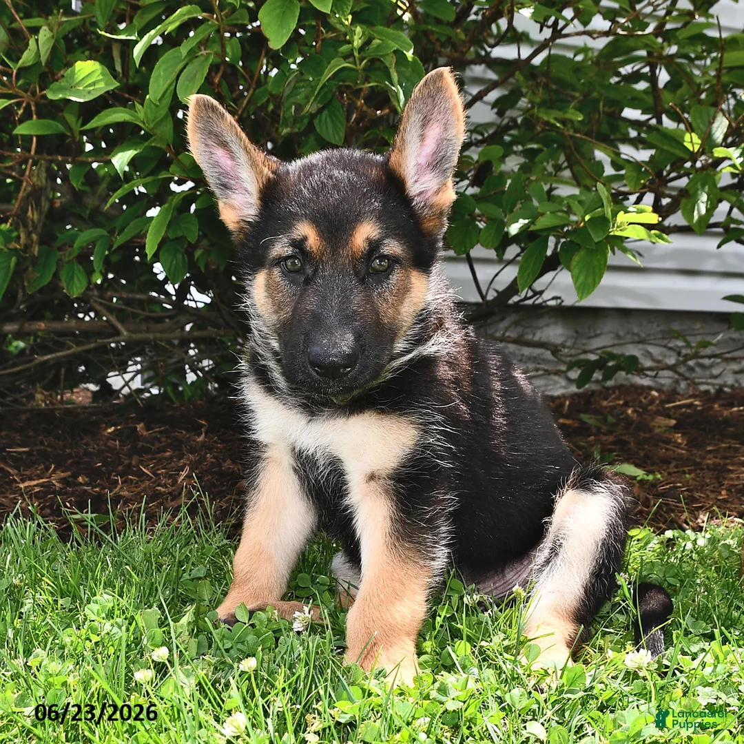 German Shepherd dogs for sale: Pilot - Ad 1