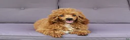 Miniature Poodle dogs for sale: Bella - Ad 3