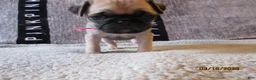 Pug dogs for sale: Pug Puppy 2 - Ad 3