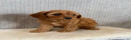 Cavapoo dogs for sale: Mason - Ad 4