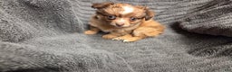 Chihuahua dogs for sale: GeGe - Ad 5