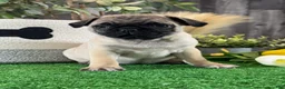 Pug dogs for sale: Princess  - Ad 3