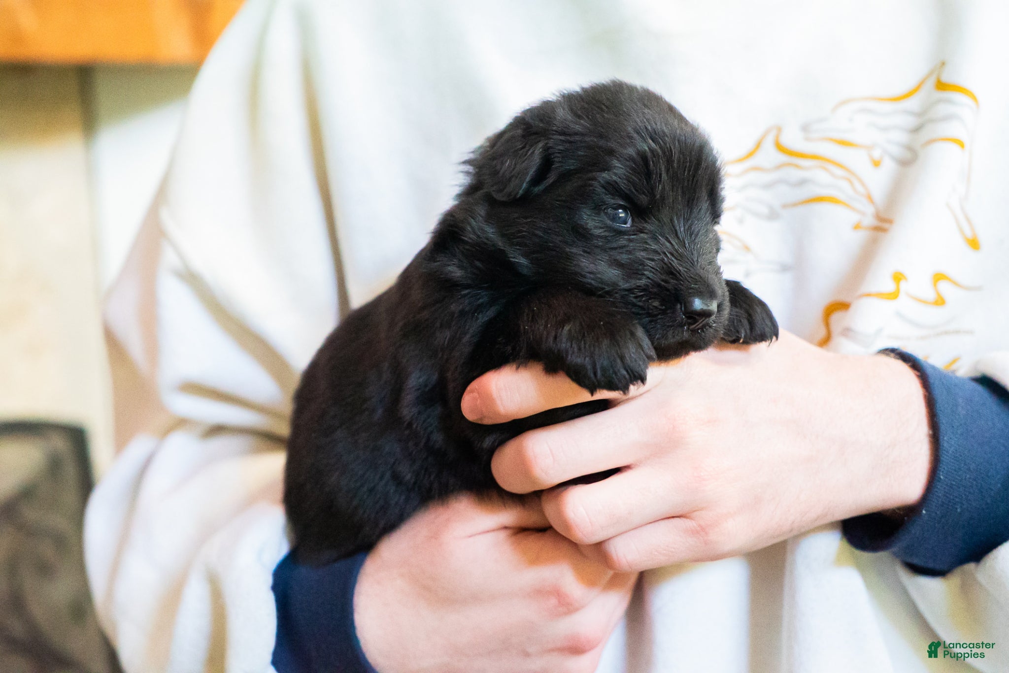 German Shepherd dogs German Shepherd Puppy 3 - Ad 1