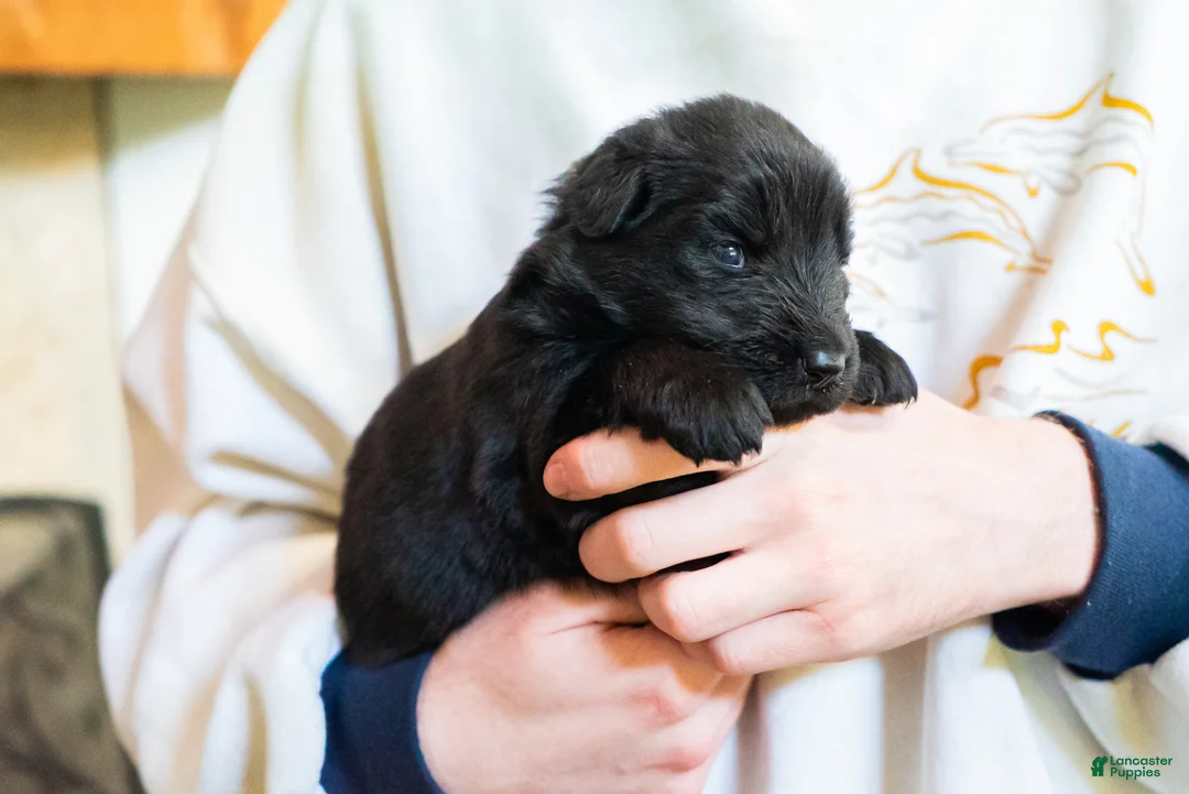 German Shepherd dogs for sale: German Shepherd Puppy 3 - Ad 1