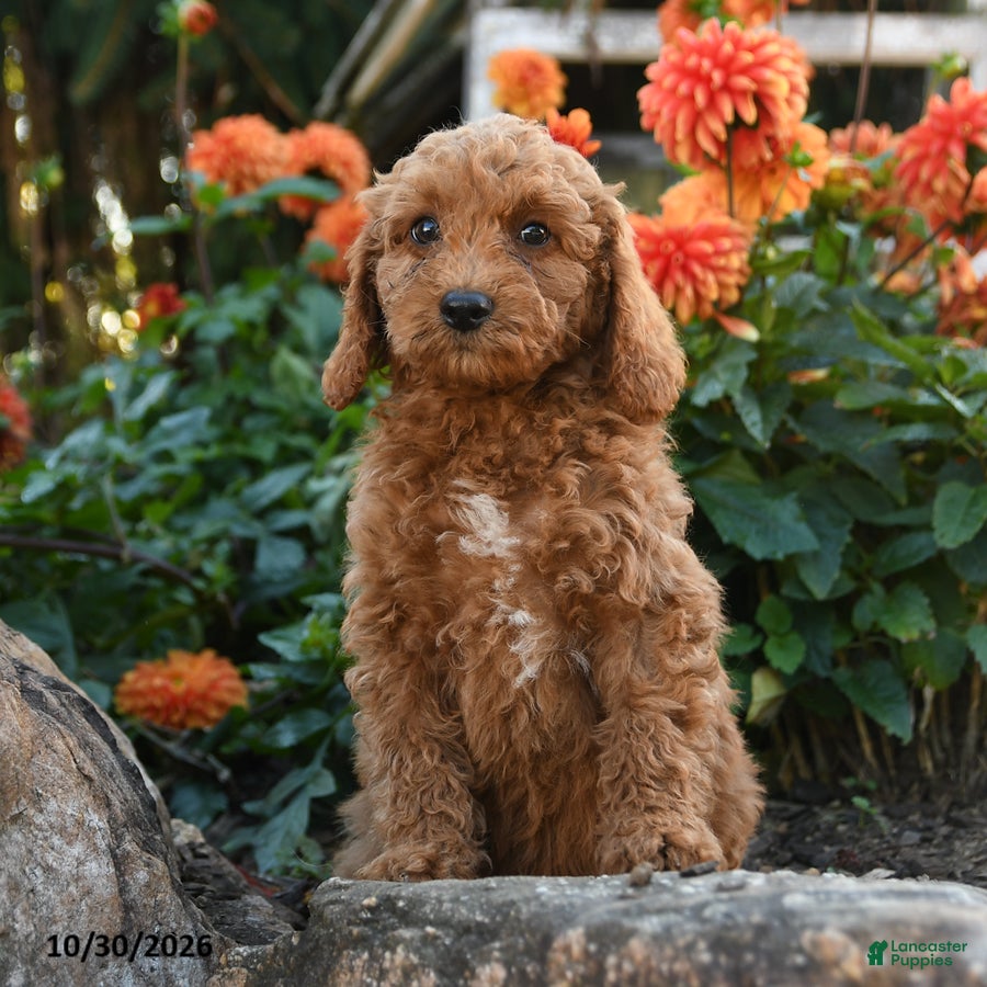 Mini Goldendoodle dogs for sale: Leon - Ad 1