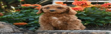 Leon