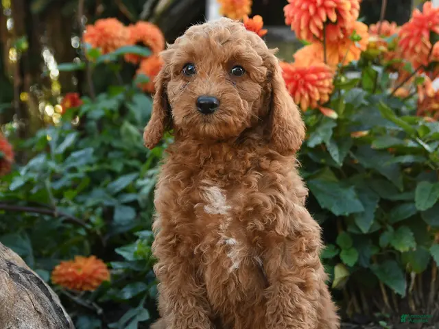Mini Goldendoodle dogs for sale: Leon - Ad 1