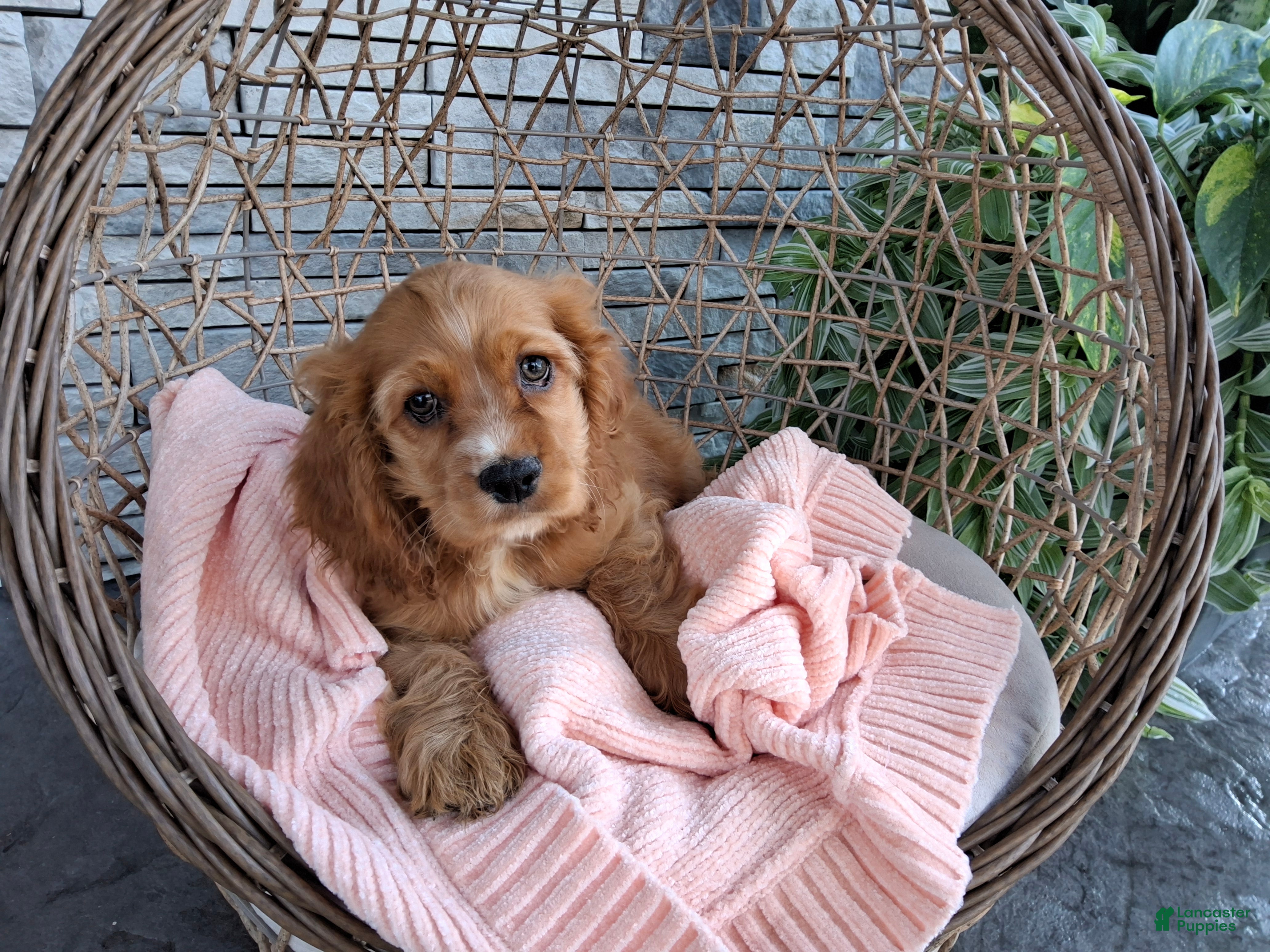 Cocker Spaniel dogs Rita - Ad 2