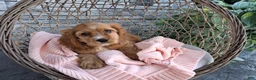 Cocker Spaniel dogs for sale: Rita - Ad 2
