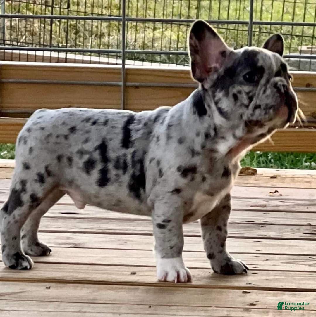 French Bulldog dogs for sale: Jaspee  - Ad 4