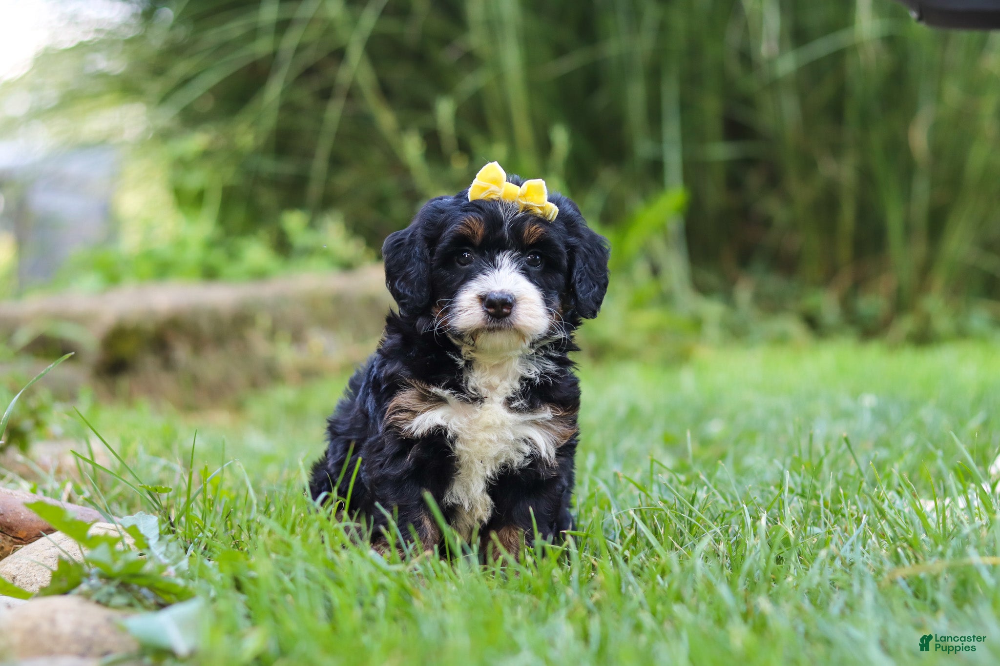 Mini Bernedoodle dogs for sale: Chiclet - Ad 1