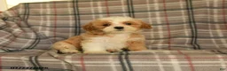 Mixed Breed dogs for sale: Uranus - Ad 5