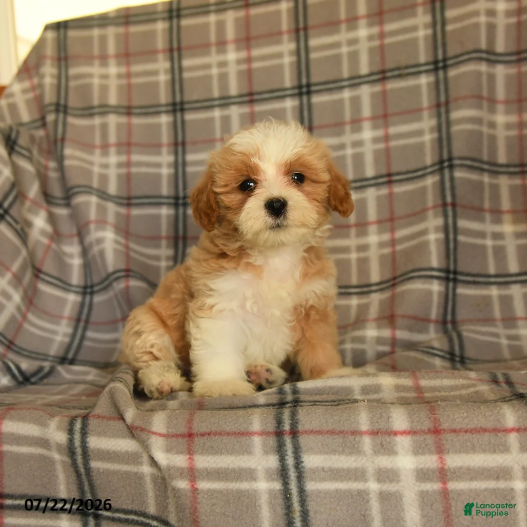Mixed Breed dogs for sale: Uranus - Ad 5