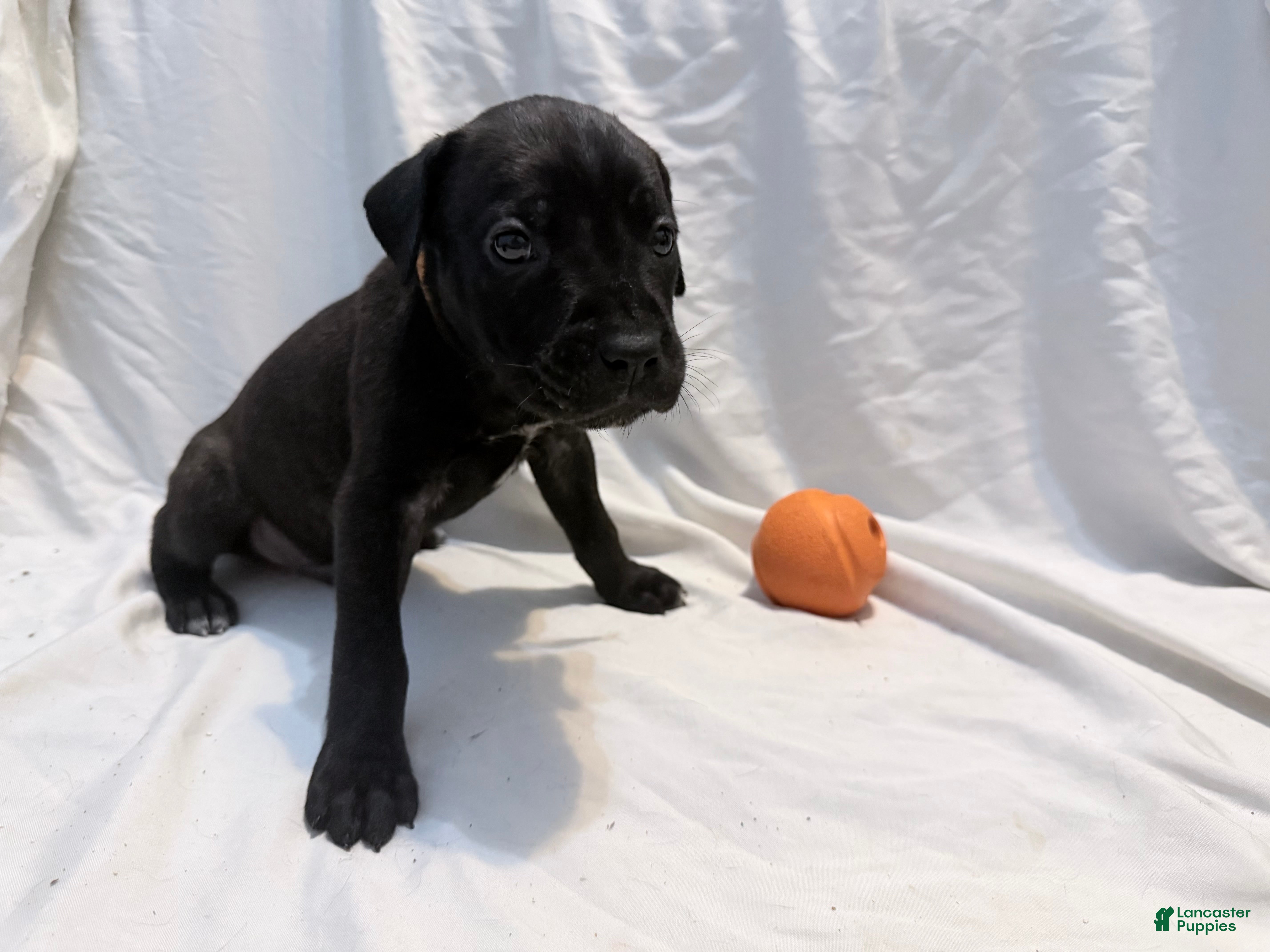 Cane Corso dogs Ketch AKC orange collar - Ad 4