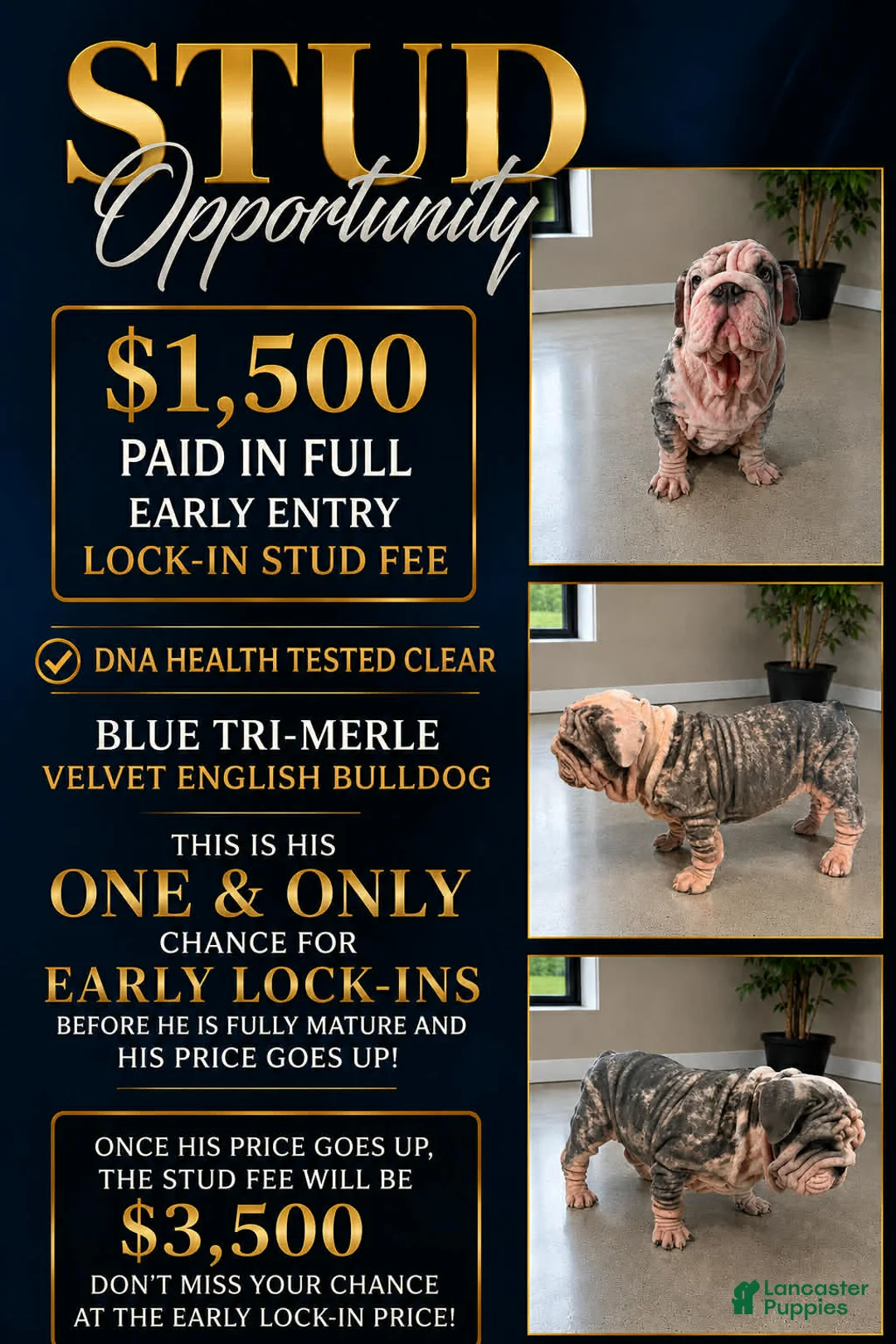 English Bulldog dogs for stud: Extraterrestrial VELVET English Bulldog Stud - Ad 3