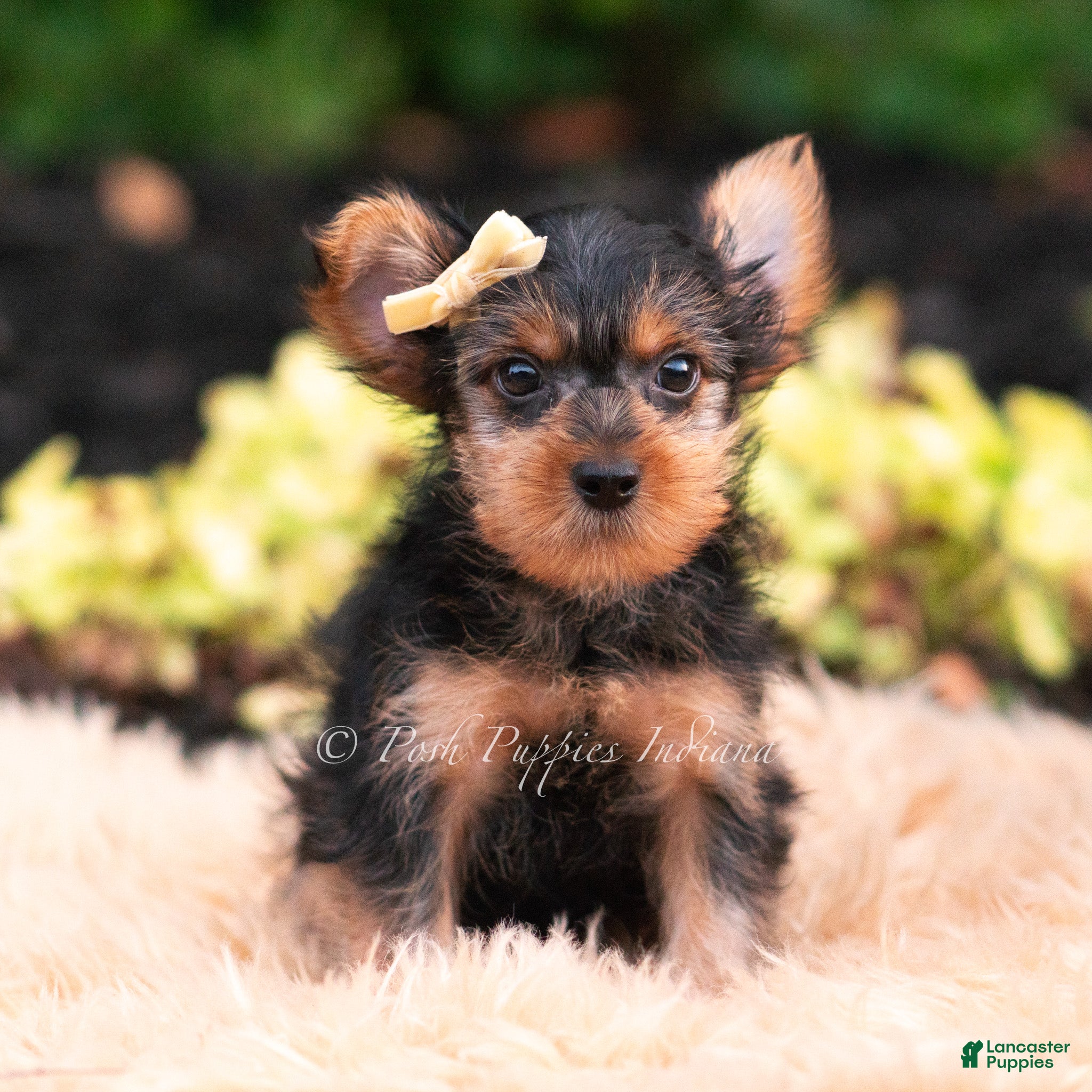 Yorkshire Terrier dogs Quibbi - Ad 12